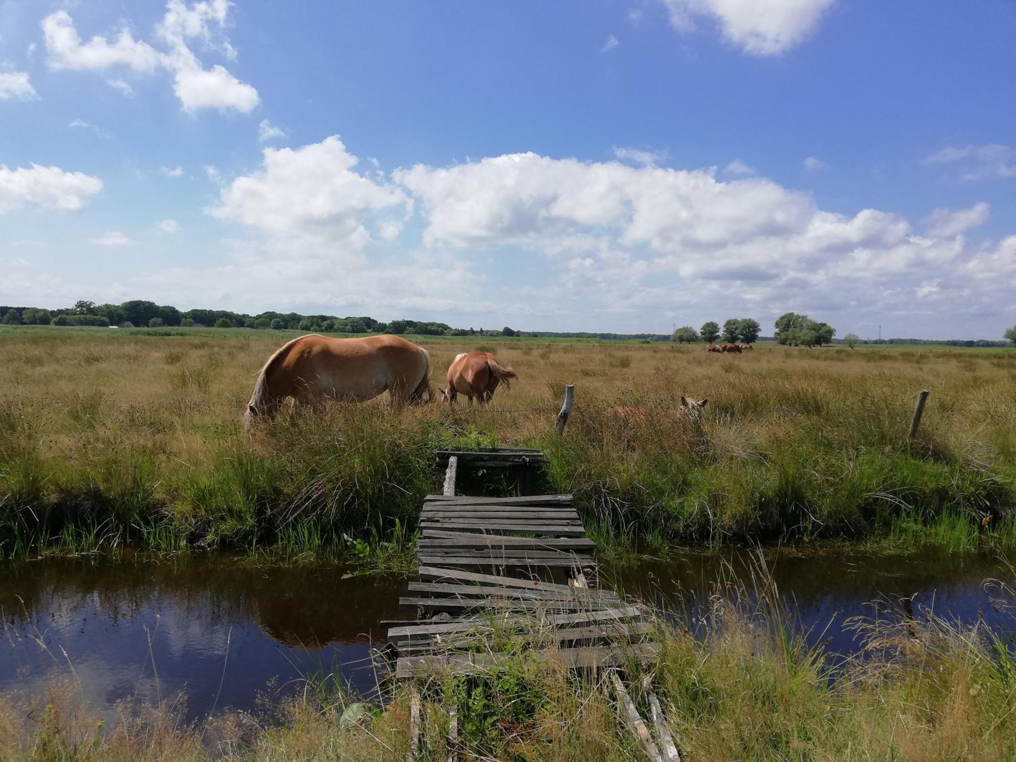 Dom Goscinny Ptaszarnia - Natura-Free Parking Свіноуйсьце Екстер'єр фото